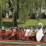 Swan Boats